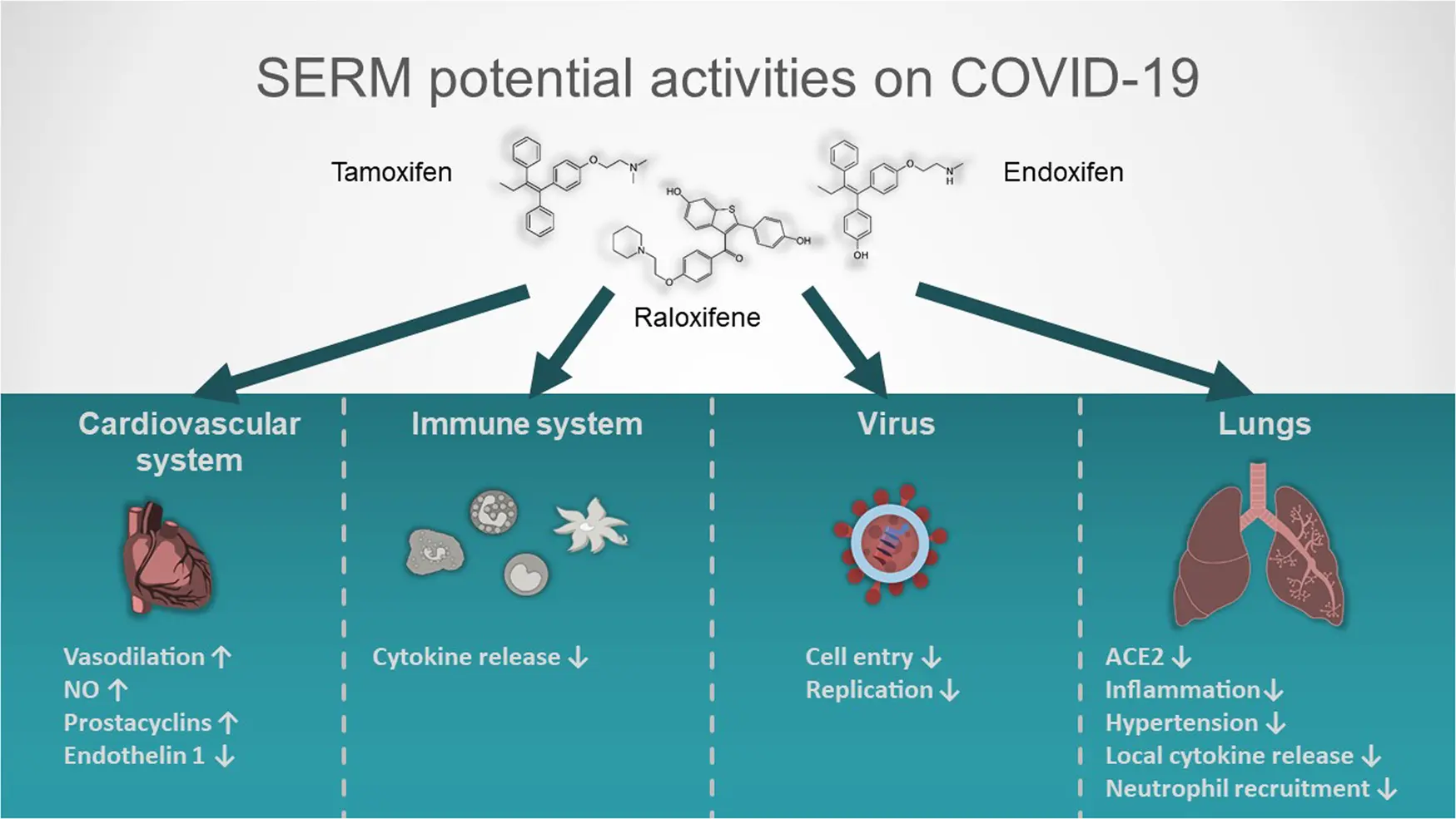 Raloxifene &#8211; another candidate for the treatment of COVID-19 patients