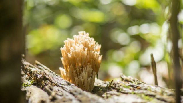 Ramaria ordinary: description and photo