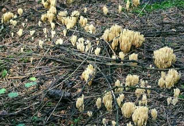 Ramaria ordinary: description and photo