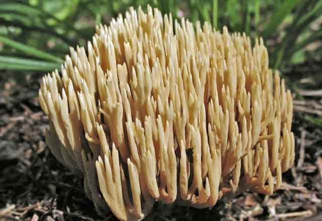 Ramaria ordinary: description and photo