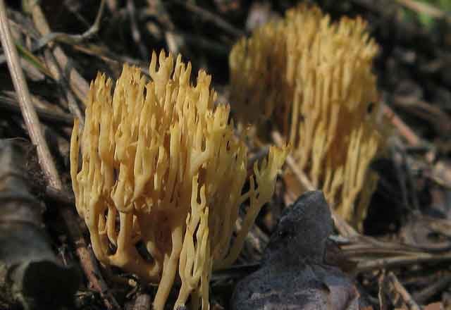 Ramaria ordinary: description and photo