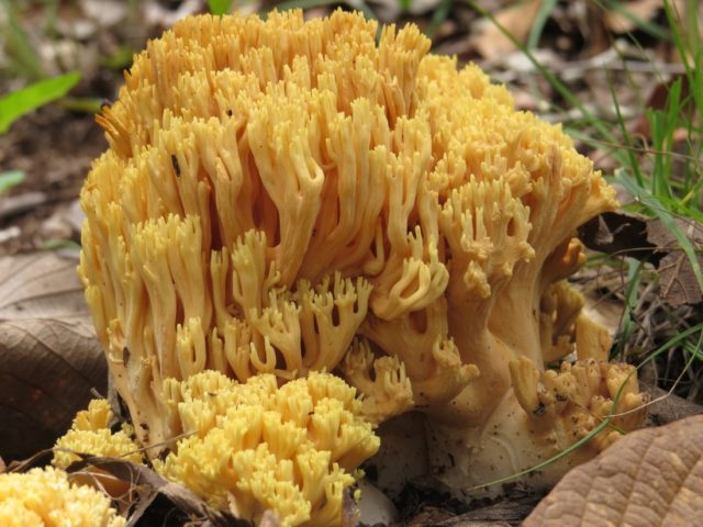 Ramaria ordinary: description and photo