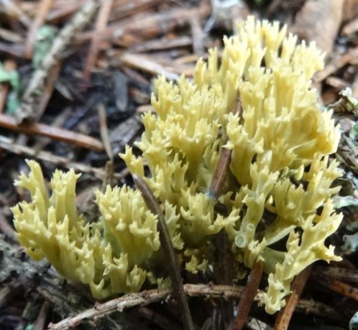 Ramaria ordinary: description and photo