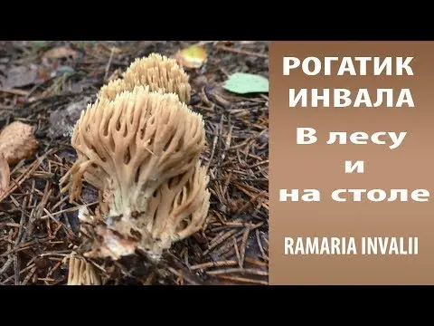 Ramaria ordinary: description and photo