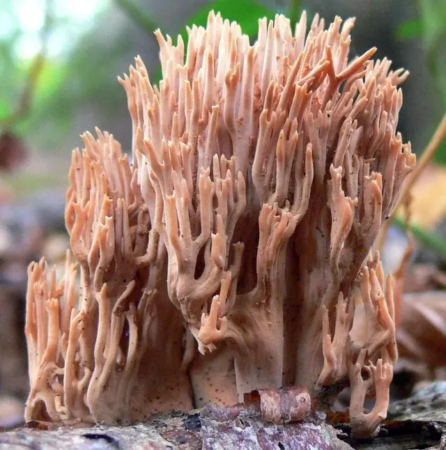 Ramaria rigid (Ramaria stricta) photo and description