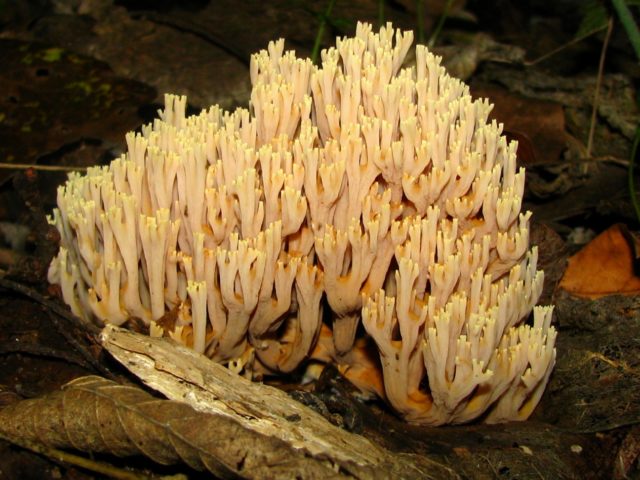 Ramaria rigid (Rogatik straight): description and photo