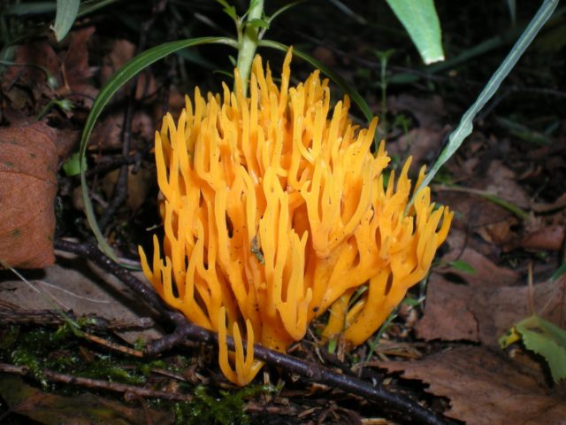 Ramaria rigid (Rogatik straight): description and photo