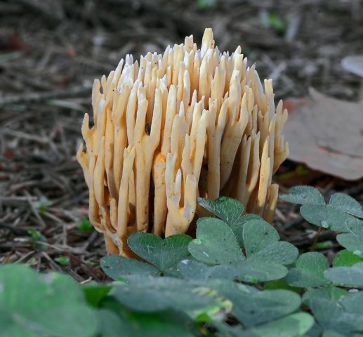 Ramaria rigid (Rogatik straight): description and photo