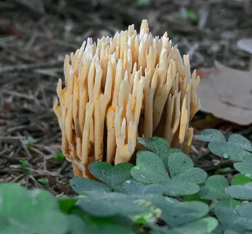 Ramaria rigid (Rogatik straight): description and photo