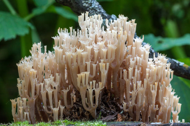 Ramaria rigid (Rogatik straight): description and photo