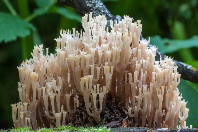 Ramaria rigid (Rogatik straight): description and photo