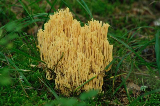 Ramaria yellow (Rogatik yellow): description, how to cook, photo