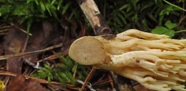 Ramaria yellow (Rogatik yellow): description, how to cook, photo