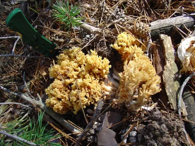 Ramaria yellow (Rogatik yellow): description, how to cook, photo