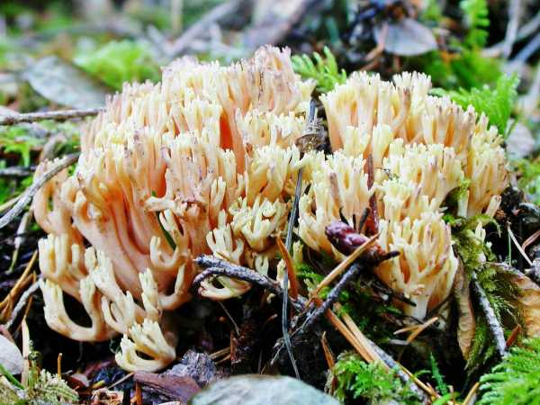 Ramaria yellow (Rogatik yellow): description, how to cook, photo