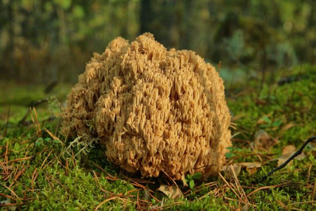 Ramaria yellow (Rogatik yellow): description, how to cook, photo