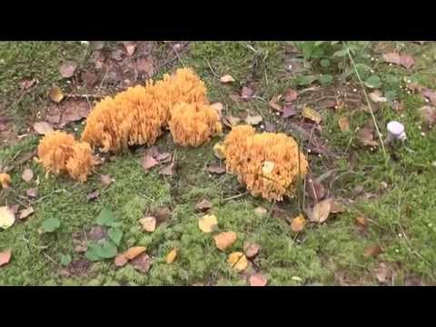 Ramaria yellow (Rogatik yellow): description, how to cook, photo