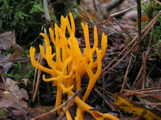 Ramaria yellow (Rogatik yellow): description, how to cook, photo