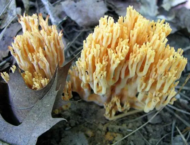 Ramaria yellow (Rogatik yellow): description, how to cook, photo