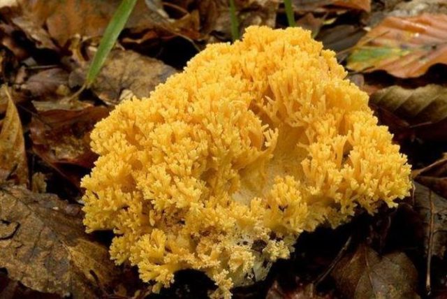 Ramaria yellow (Rogatik yellow): description, how to cook, photo