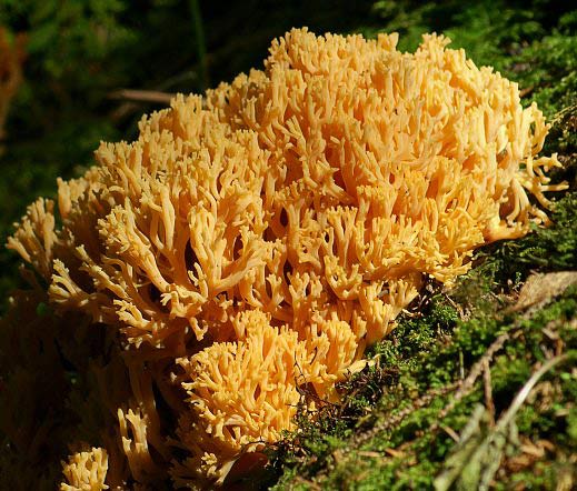 Ramaria yellow (Rogatik yellow): description, how to cook, photo