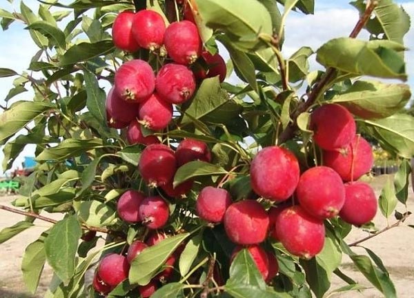 Ranetok jam: recipes for making whole paradise apples in clear syrup and walnuts, in a slow cooker