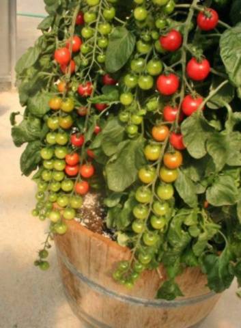 Rapunzel tomatoes: reviews, cultivation