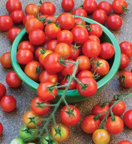 Rapunzel tomatoes: reviews, cultivation