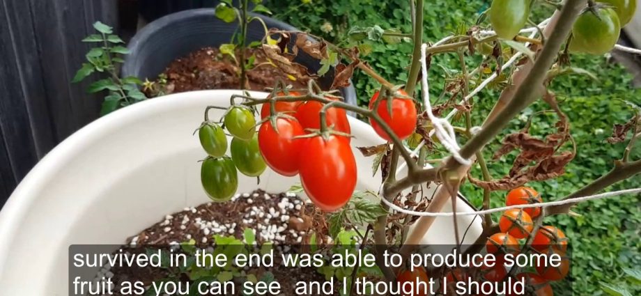 Rapunzel tomatoes: reviews, cultivation