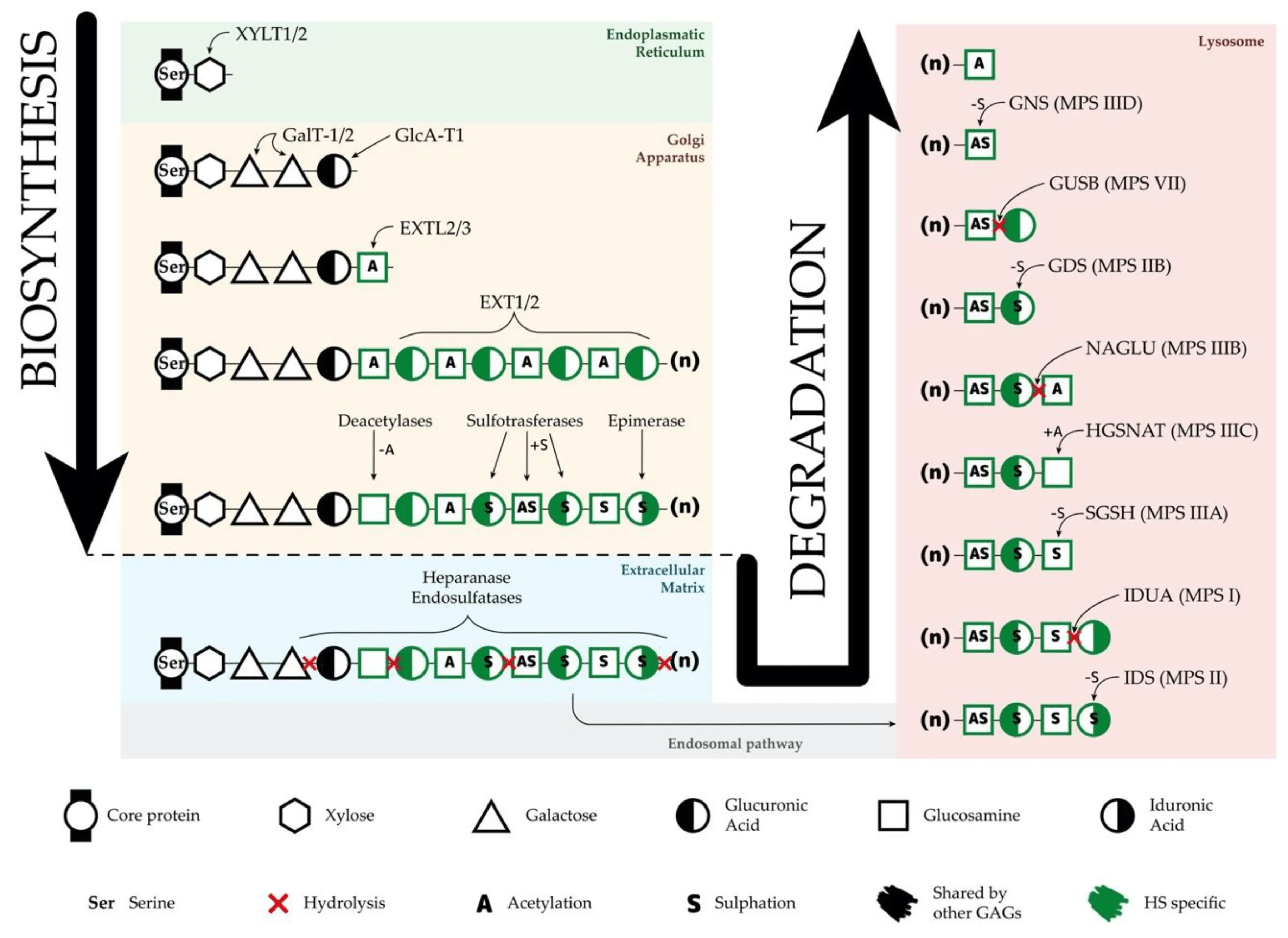 Rare diseases: Mucopolysaccharidosis &#8211; Fight for stabilization