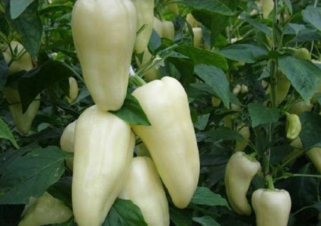 Rare varieties of pepper 