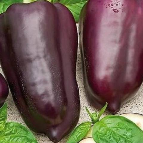 Rare varieties of pepper 