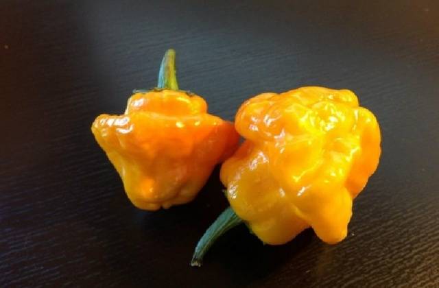 Rare varieties of pepper 