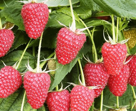 Raspberries Unattainable