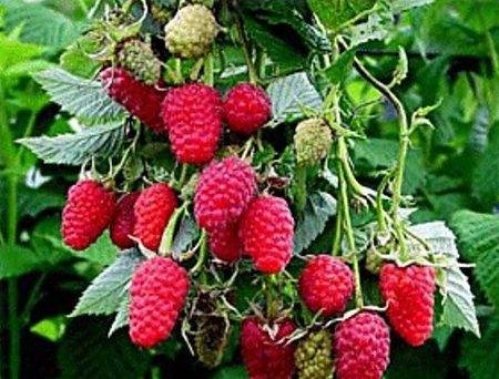 Raspberries Unattainable