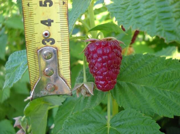 Raspberries Unattainable