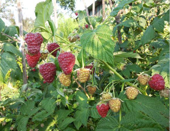 Raspberries Unattainable