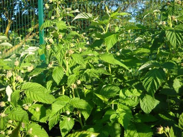 Raspberries Unattainable