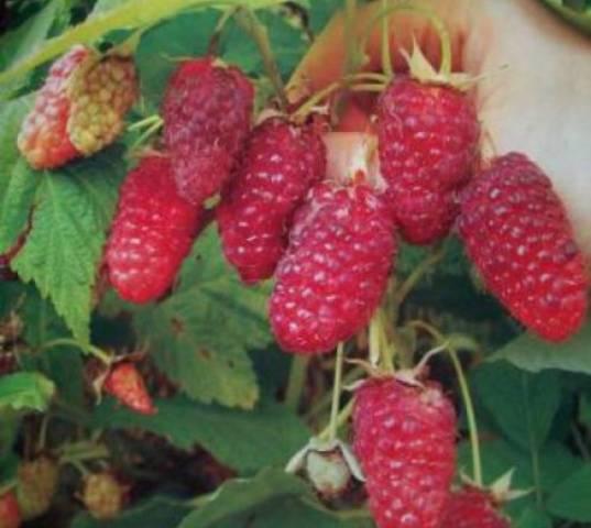 Raspberries Unattainable