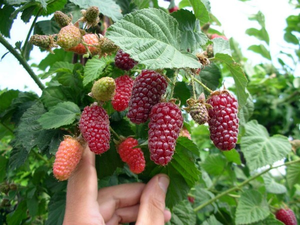 Raspberry and blackberry hybrids: description and characteristics