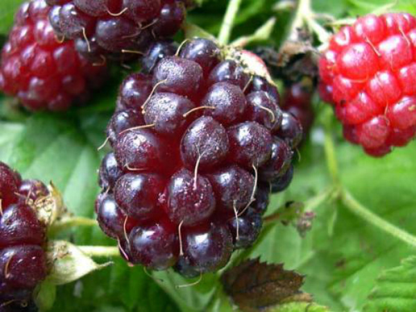 Raspberry and blackberry hybrids: description and characteristics