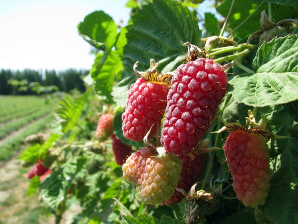 Raspberry and blackberry hybrids: description and characteristics