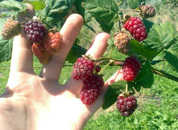 Raspberry and blackberry hybrids: description and characteristics