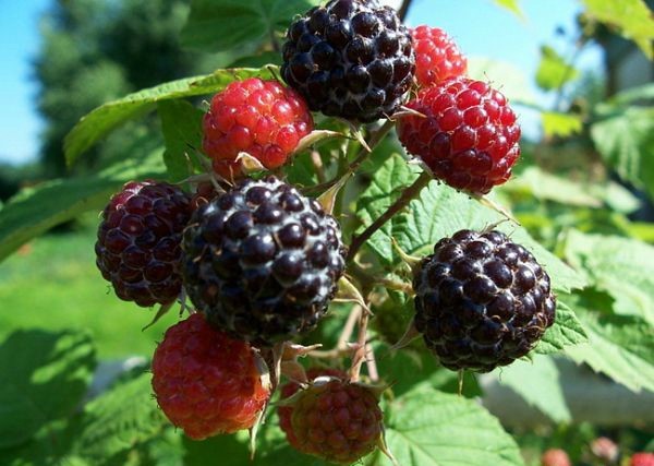 Raspberry and blackberry hybrids: description and characteristics