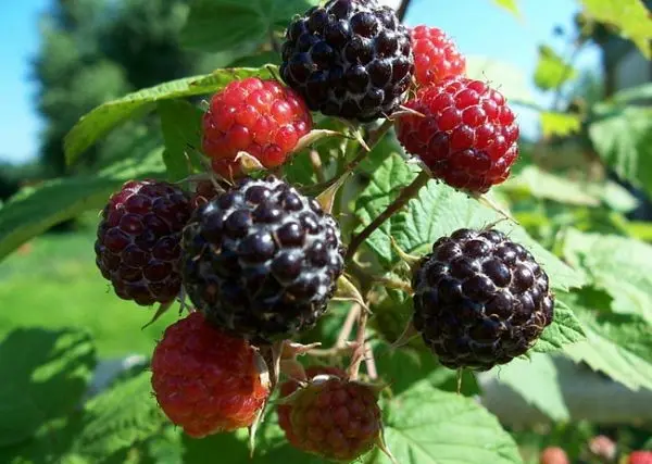 Raspberry and blackberry hybrids: description and characteristics