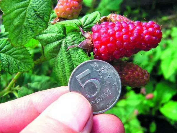 Raspberry and blackberry hybrids: description and characteristics