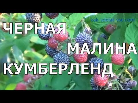 Raspberry and blackberry hybrids: description and characteristics