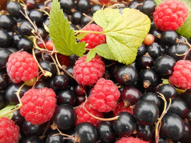 Raspberry and currant compote (red, black): recipes for the winter and for every day