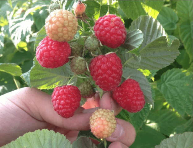 Raspberry Arched: variety description, yield, planting and care, height