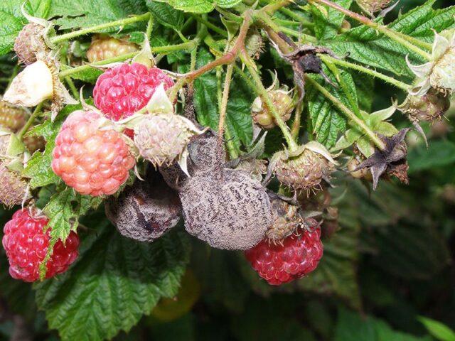 Raspberry Arched: variety description, yield, planting and care, height